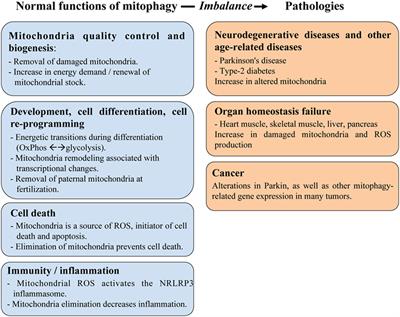 Role of Optineurin in the Mitochondrial Dysfunction: Potential Implications in Neurodegenerative Diseases and Cancer